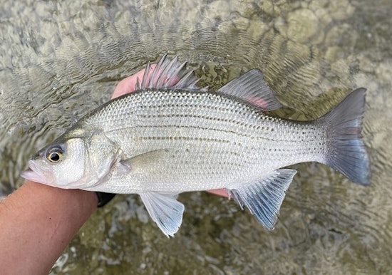St. Paul Lakes Welcomes 5,000 White Bass as State Targets Biodiversity and Community Inclusion