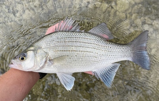 St. Paul Lakes Welcomes 5,000 White Bass as State Targets Biodiversity and Community Inclusion