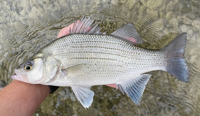St. Paul Lakes Welcomes 5,000 White Bass as State Targets Biodiversity and Community Inclusion