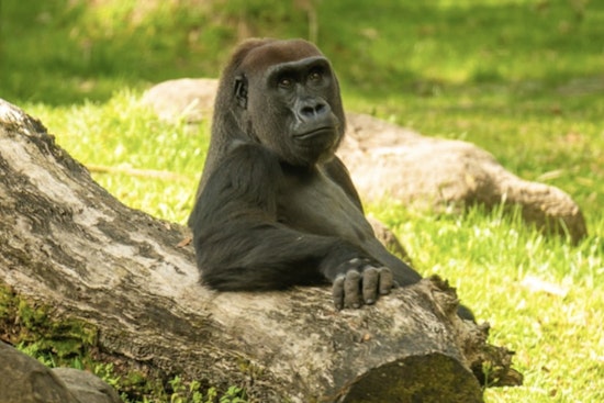 Tampa's Busch Gardens Mourns the Loss of Beloved Gorilla Tinga After Short Illness
