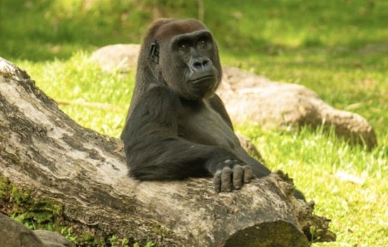 Tampa's Busch Gardens Mourns the Loss of Beloved Gorilla Tinga After Short Illness