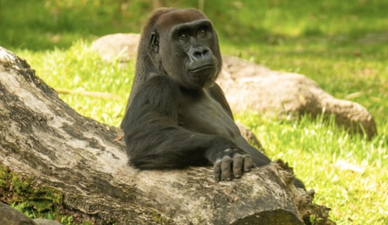 Tampa's Busch Gardens Mourns the Loss of Beloved Gorilla Tinga After Short Illness