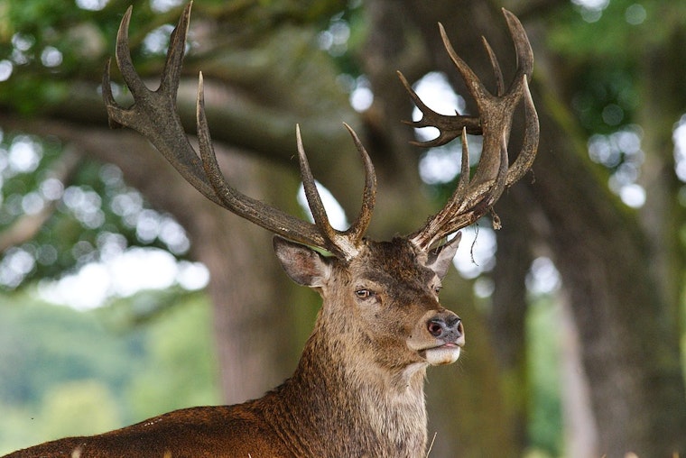 Tennessee Wildlife Officials to Discuss Deer Management and Conservation Efforts at Columbia Meeting