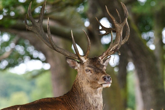 Tennessee Wildlife Officials to Discuss Deer Management and Conservation Efforts at Columbia Meeting