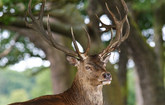 Tennessee Wildlife Officials to Discuss Deer Management and Conservation Efforts at Columbia Meeting