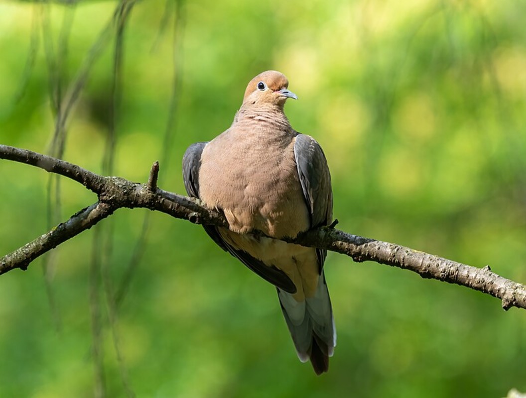 Texas Hunters Gear Up for Dove Season Amid Increased Bird Populations