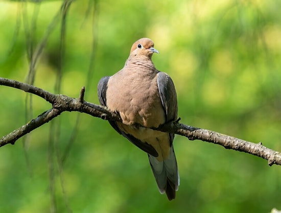 Texas Hunters Gear Up for Dove Season Amid Increased Bird Populations and Emphasis on Safe, Legal Practices