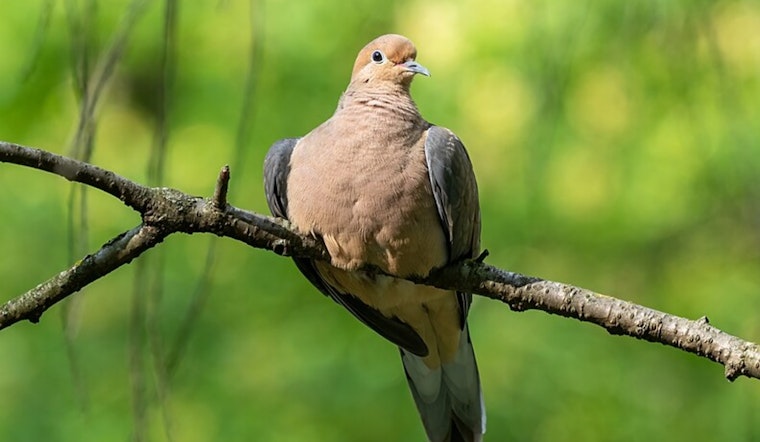 Texas Hunters Gear Up for Dove Season Amid Increased Bird Populations and Emphasis on Safe, Legal Practices