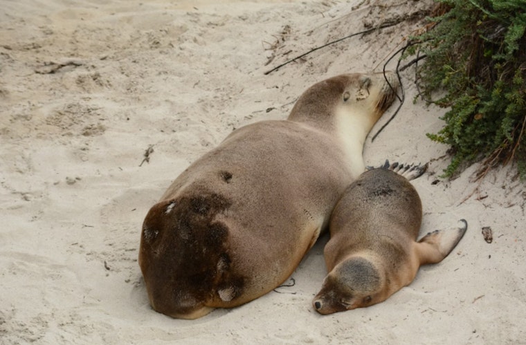 Toxin-Stricken Sea Lions in Ventura and Santa Barbara Prompt Swift Rescue Operations