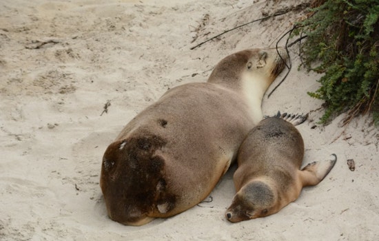 Toxin-Stricken Sea Lions in Ventura and Santa Barbara Prompt Swift Rescue Operations