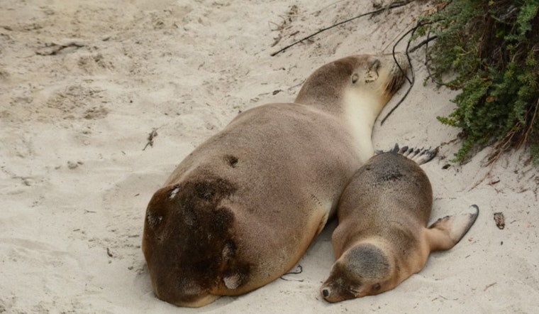 Toxin-Stricken Sea Lions in Ventura and Santa Barbara Prompt Swift Rescue Operations
