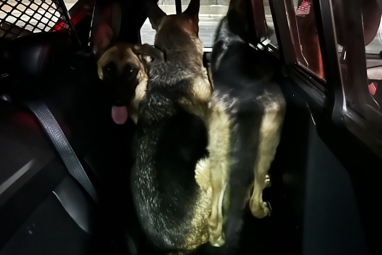 Troopers and Good Samaritans Team Up to Rescue Three German Shepherds from Las Vegas Freeway