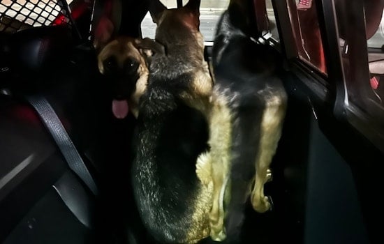 Troopers and Good Samaritans Team Up to Rescue Three German Shepherds from Las Vegas Freeway