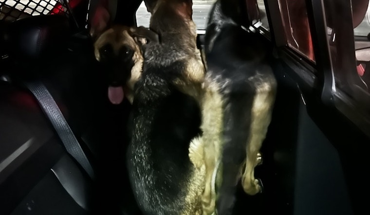 Troopers and Good Samaritans Team Up to Rescue Three German Shepherds from Las Vegas Freeway