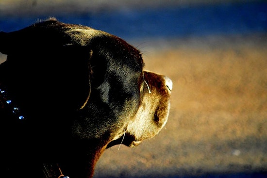 Troutdale Man Arrested on Animal Abuse Charges for Mistreatment of Puppy