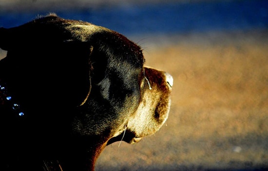 Troutdale Man Arrested on Animal Abuse Charges for Mistreatment of Puppy