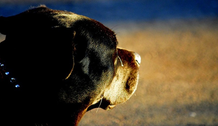 Troutdale Man Arrested on Animal Abuse Charges for Mistreatment of Puppy