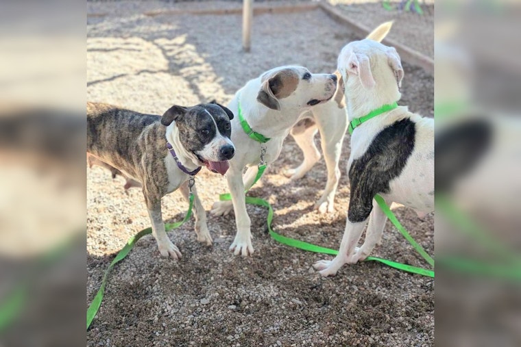 Tucson's Earnest House and Pima Animal Care Center Partner to Provide Healing Through Animal Fostering Program