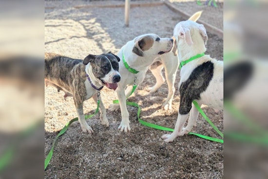 Tucson's Earnest House and Pima Animal Care Center Partner to Provide Healing Through Animal Fostering Program