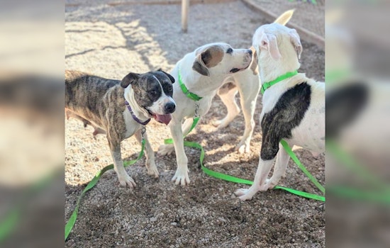 Tucson's Earnest House and Pima Animal Care Center Partner to Provide Healing Through Animal Fostering Program