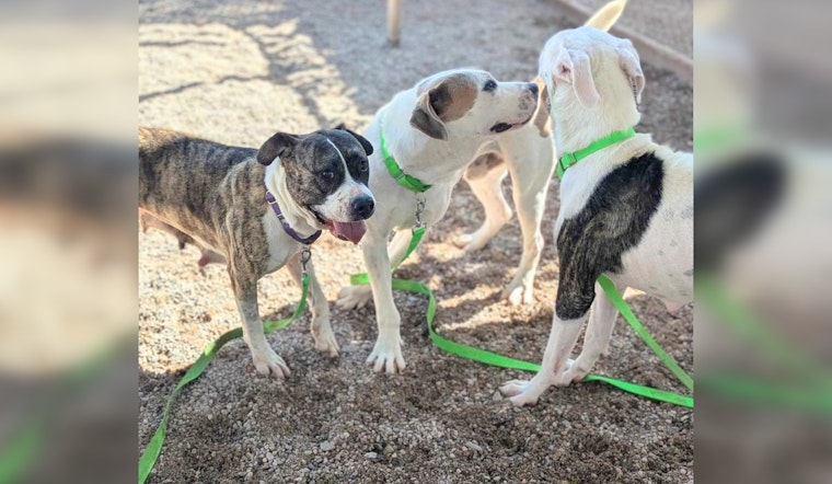 Tucson's Earnest House and Pima Animal Care Center Partner to Provide Healing Through Animal Fostering Program