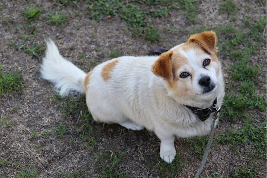 UC San Diego Study Reveals Dogs May Comprehend Words via Soundboard Buttons
