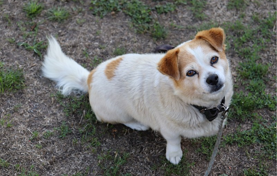 UC San Diego Study Reveals Dogs May Comprehend Words via Soundboard Buttons