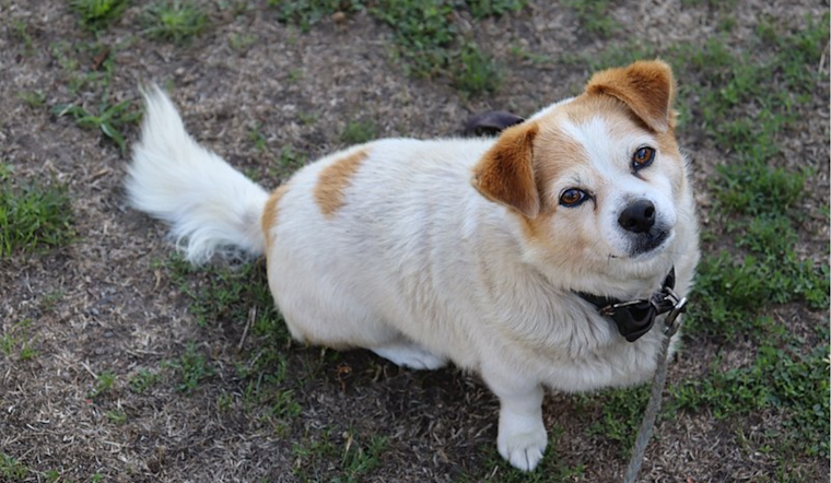 UC San Diego Study Reveals Dogs May Comprehend Words via Soundboard Buttons