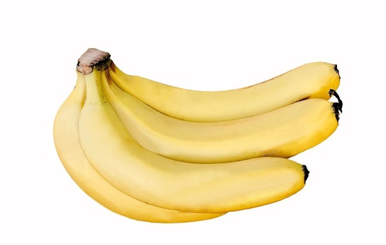 UMass Amherst Scientists Discover Key Genes in Fight Against Deadly Banana Disease