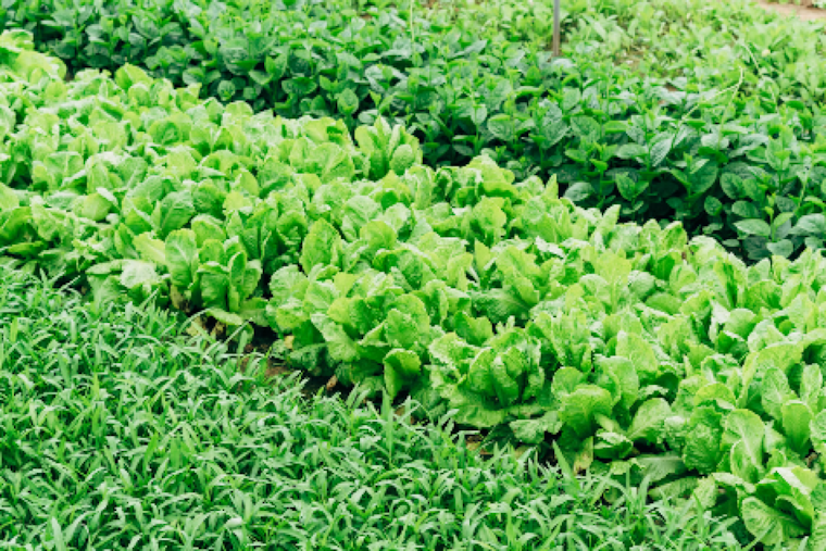 University of Arizona Research Links Pesticide Exposure to Elevated Risk of Stillbirth