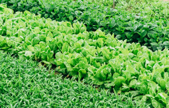 University of Arizona Research Links Pesticide Exposure to Elevated Risk of Stillbirth