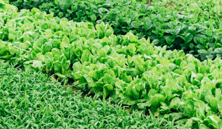 University of Arizona Research Links Pesticide Exposure to Elevated Risk of Stillbirth
