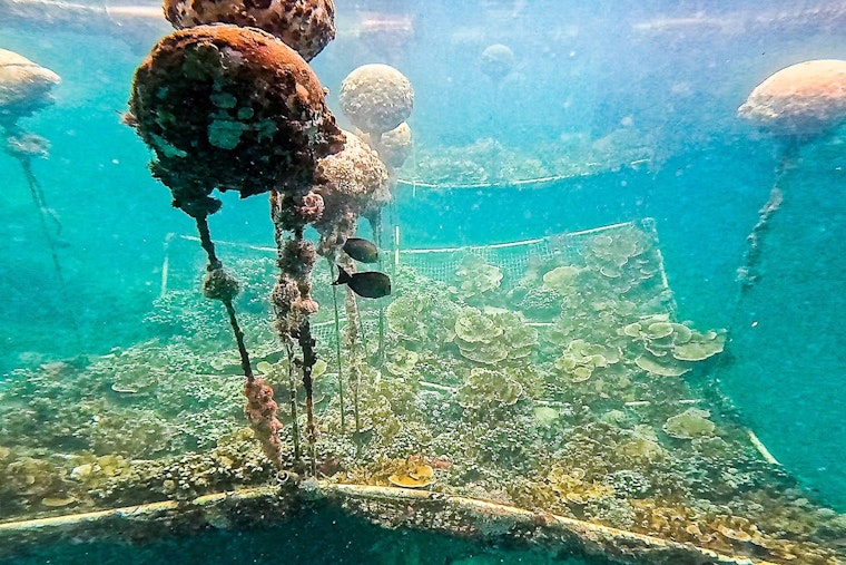 University of Hawaiʻi Hits a New Record with $615.7M in Extramural Funding for 2024