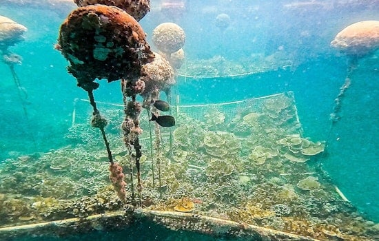 University of Hawaiʻi Hits a New Record with $615.7M in Extramural Funding for 2024