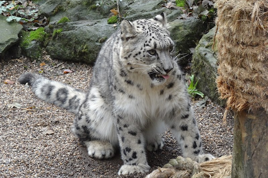 Utah's Hogle Zoo Mourns Loss of Beloved Snow Leopard Chim After Sudden Health Decline