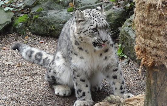 Utah's Hogle Zoo Mourns Loss of Beloved Snow Leopard Chim After Sudden Health Decline