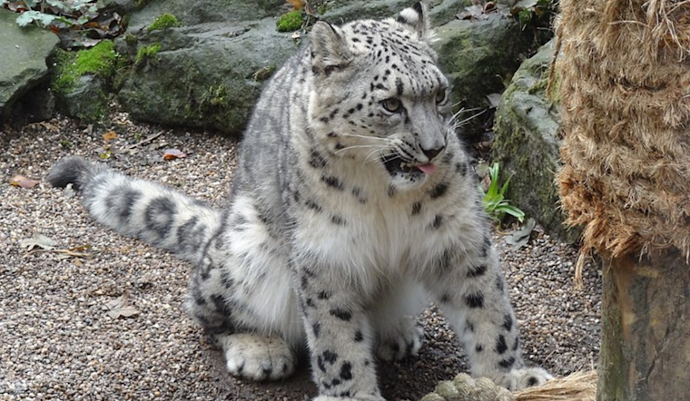 Utah's Hogle Zoo Mourns Loss of Beloved Snow Leopard Chim After Sudden Health Decline