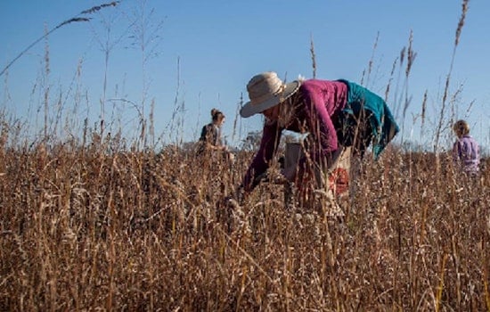 Volunteers Wanted, Join Prairie Seed Collection Effort at Savage's Murphy-Hanrehan Park Reserve