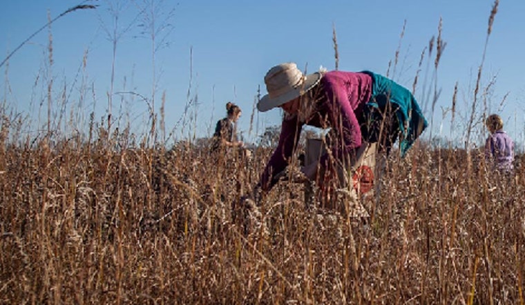 Volunteers Wanted, Join Prairie Seed Collection Effort at Savage's Murphy-Hanrehan Park Reserve