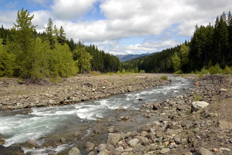 Washington Calls for Public Input on 2025 State Wildlife Action Plan Revision