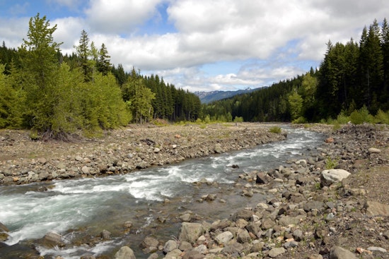 Washington Calls for Public Input on 2025 State Wildlife Action Plan Revision