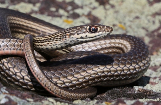 Washington Department of Fish and Wildlife Seeks Public Insight on Striped Whipsnake Conservation Efforts