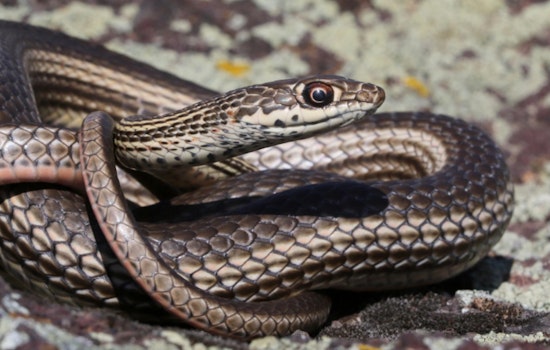 Washington Department of Fish and Wildlife Seeks Public Insight on Striped Whipsnake Conservation Efforts