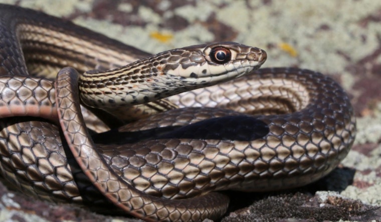 Washington Department of Fish and Wildlife Seeks Public Insight on Striped Whipsnake Conservation Efforts