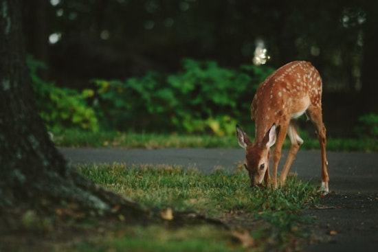 Washington Enforces New Hunting Regulations to Combat Chronic Wasting Disease