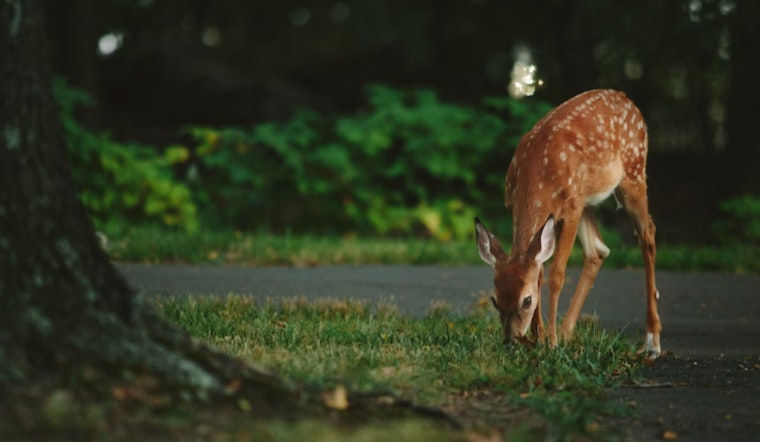 Washington Enforces New Hunting Regulations to Combat Chronic Wasting Disease