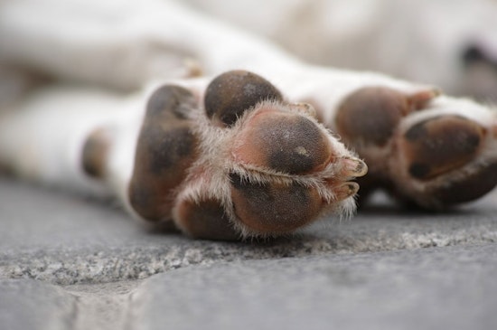West Michigan Remembers Stinger, the Rescued Pit Bull Hero Who Braved Bee Stings and Cancer