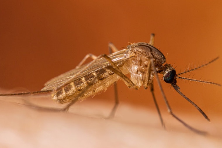 West Nile Virus Detected in Deceased Falcon Near Detroit, Michigan Residents Advised to Take Precautions Amid Rising Cases