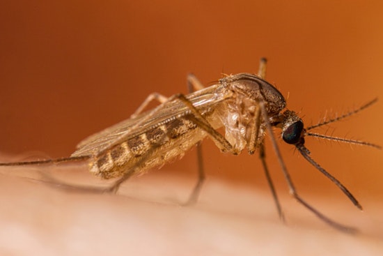 West Nile Virus Detected in Deceased Falcon Near Detroit, Michigan Residents Advised to Take Precautions Amid Rising Cases