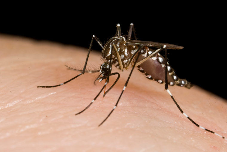 West Nile Virus Detected in Mosquito Trap in Allen, Texas Prompting Health Advisory